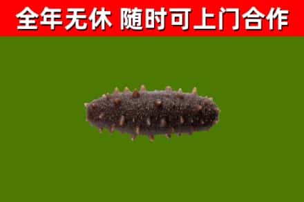 福州回收海参干